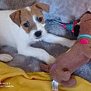 Tomy participe au concours pour gagner de l'argent avec cette photo : accessories, animal, beagle, canine, chihuahua, cockerspaniel, couch, dog, furniture, hound, papillon, pet, plush, puppy, snout, strap, teddybear, terrier, toy, whitedog