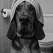 Beau is registered to the contest to win money with this photo: dog, portrait, black_and_white, towel, bathroom, tile_wall, toilet, toilet_paper, close_up, floppy_ears, muzzle, big_nose, pet, indoor, fur, chest, sitting, sad_expression, head_towel, humor