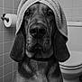 dog, portrait, black_and_white, towel, bathroom, tile_wall, toilet, toilet_paper, close_up, floppy_ears, muzzle, big_nose, pet, indoor, fur, chest, sitting, sad_expression, head_towel, humor