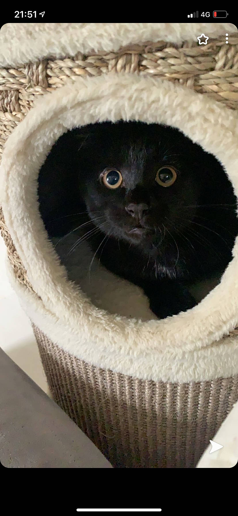 Bibouille a rejoint le concours — aidez-le/la à gagner de superbes lots ! black_cat, carnivore, cat, cat_bed, cat_furniture, cat_supply, circle, domestic_short_haired_cat, fawn, felidae, fur, pet_supply, small_to_medium_sized_cats, snout, tail, terrestrial_animal, whiskers, working_animal