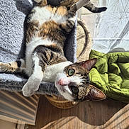Fripon participe au concours pour gagner de l'argent avec cette photo : cat, cat_bed, cozy, curious, domestic_cat, ears, feline, floor_shadow, gray_blanket, green_cushion, indoor, pet, relaxed, resting, sunlight, tabby_cat, upside_down, whiskers, window, wooden_floor