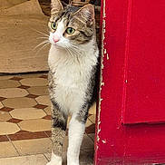 Leïa a rejoint le concours — aidez-le/la à gagner de superbes lots ! cat, tabby_cat, green_eyes, door, red_door, floor_tiles, indoor, curious, pet, animal, whiskers, fur, paws, home, cozy, vintage, patterned_floor, standing, looking, quiet