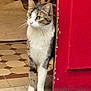 cat, tabby_cat, green_eyes, door, red_door, floor_tiles, indoor, curious, pet, animal, whiskers, fur, paws, home, cozy, vintage, patterned_floor, standing, looking, quiet