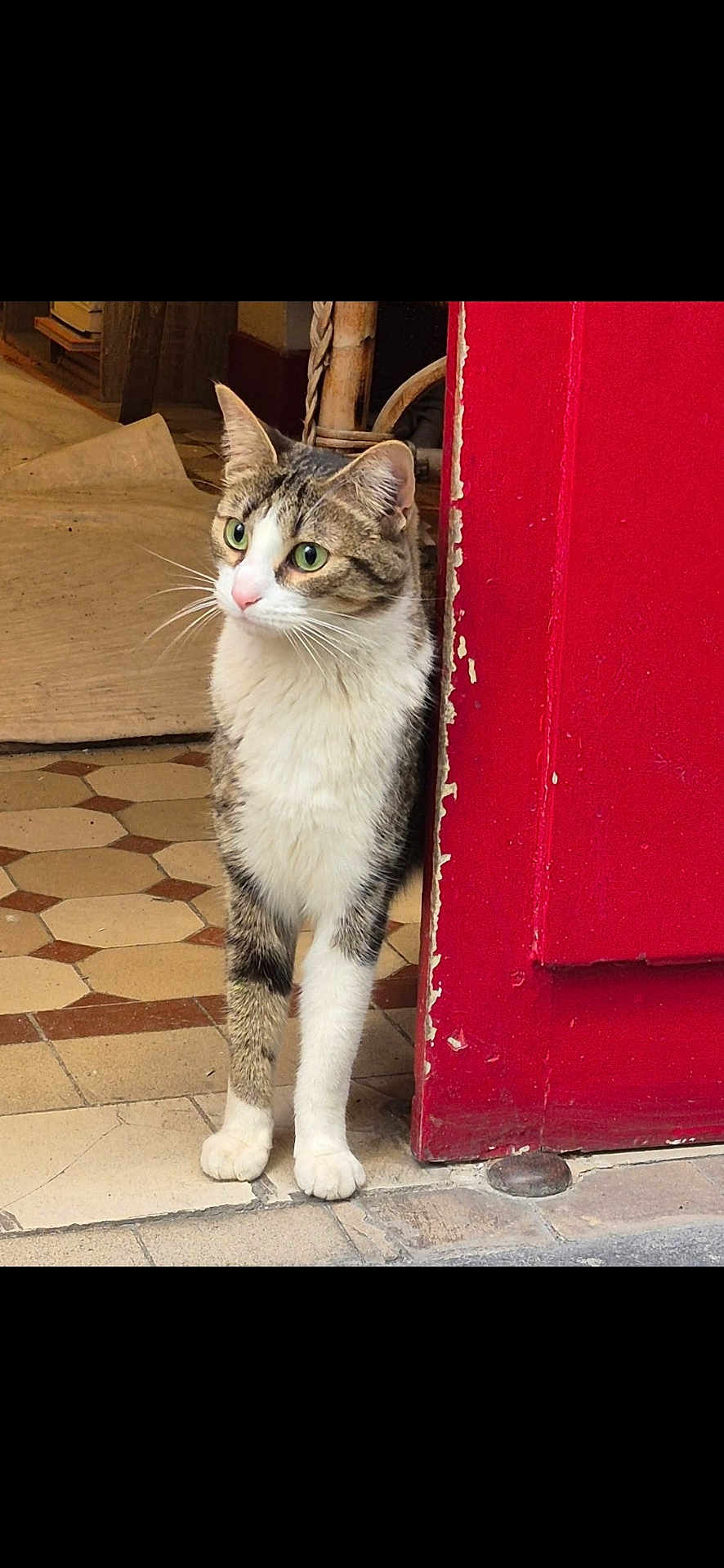 Leïa a rejoint le concours — aidez-le/la à gagner de superbes lots ! cat, tabby_cat, green_eyes, door, red_door, floor_tiles, indoor, curious, pet, animal, whiskers, fur, paws, home, cozy, vintage, patterned_floor, standing, looking, quiet