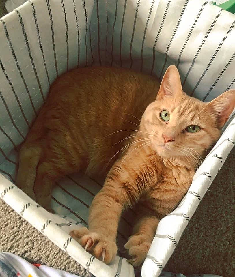 Jedi joined the competition — help win amazing prizes! carnivore, cat, cat_bed, cat_supply, claw, comfort, couch, domestic_short_haired_cat, fawn, felidae, fur, nap, paw, pet_supply, sitting, small_to_medium_sized_cats, snout, tail, whiskers, wood