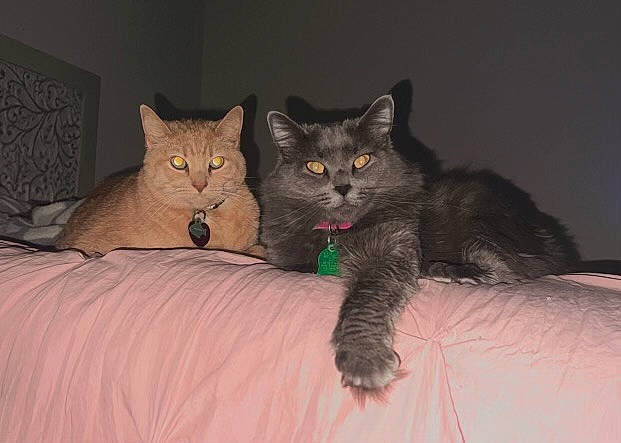 Jedi joined the competition — help win amazing prizes! bed, black_cat, carnivore, cat, claw, comfort, darkness, domestic_short_haired_cat, fawn, felidae, fur, grey, paw, room, sitting, small_to_medium_sized_cats, snout, tail, terrestrial_animal, whiskers