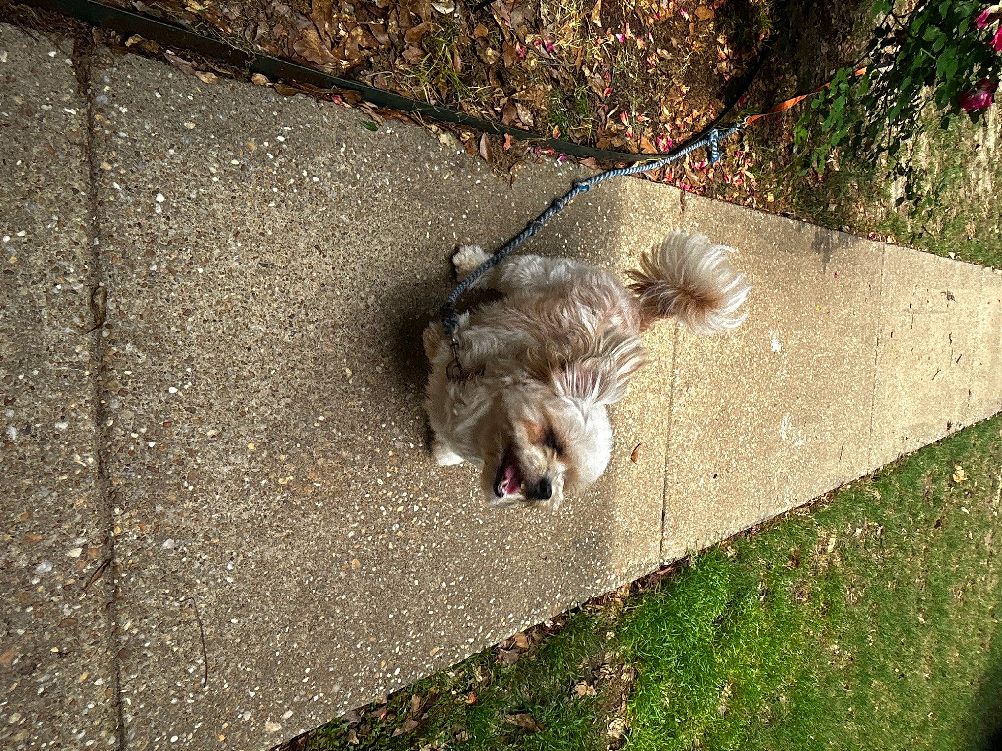 Guppy Hanson joined the competition — help win amazing prizes! asphalt, brick, canidae, carnivore, companion_dog, dog_breed, fawn, felidae, flooring, grass, plant, road_surface, shadow, sidewalk, small_to_medium_sized_cats, soil, squirrel, tail, terrier, whiskers