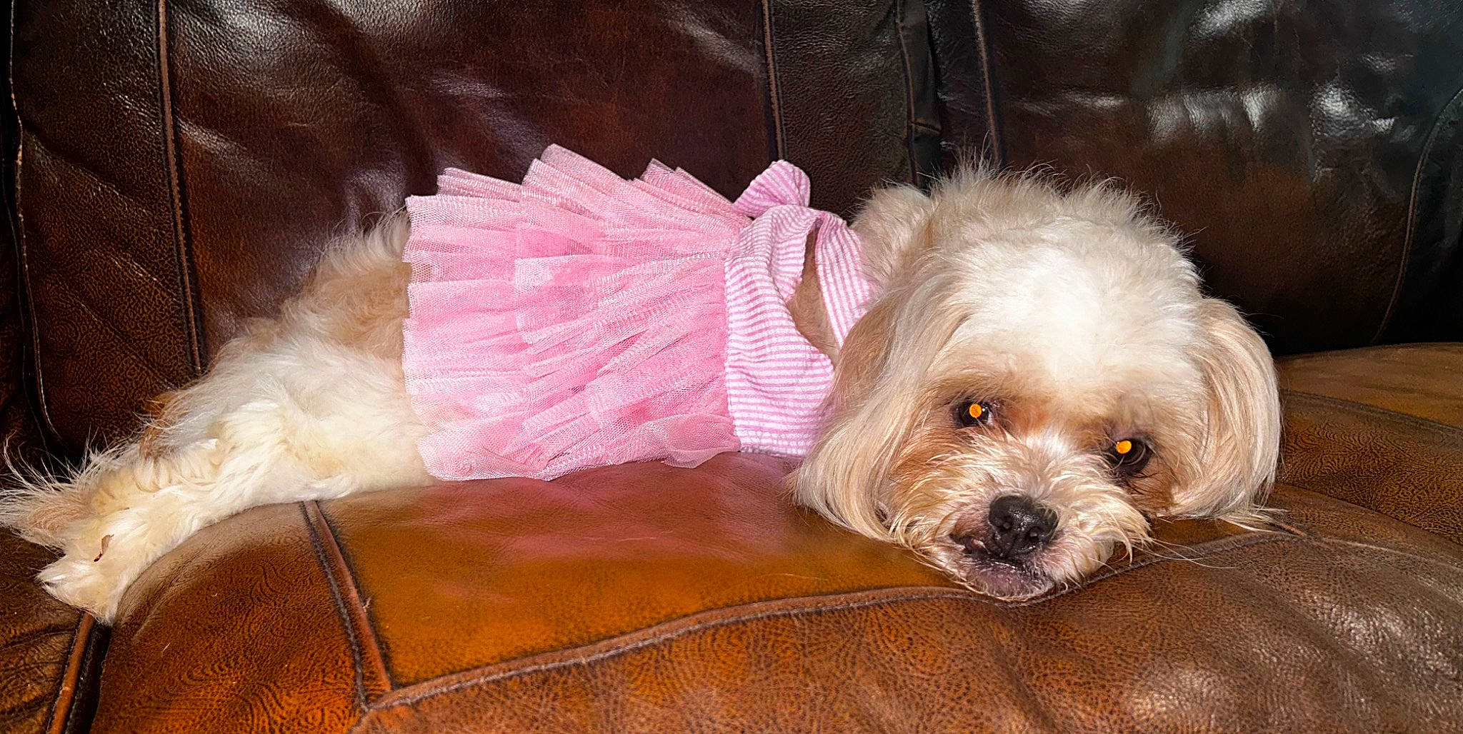 Guppy Hanson joined the competition — help win amazing prizes! canidae, carnivore, comfort, companion_dog, dog, dog_breed, dog_supply, fur, goggles, liver, mal_shi, pet_supply, shih_tzu, small_terrier, sporting_group, terrier, toy_dog, water_dog, working_animal, yorkipoo