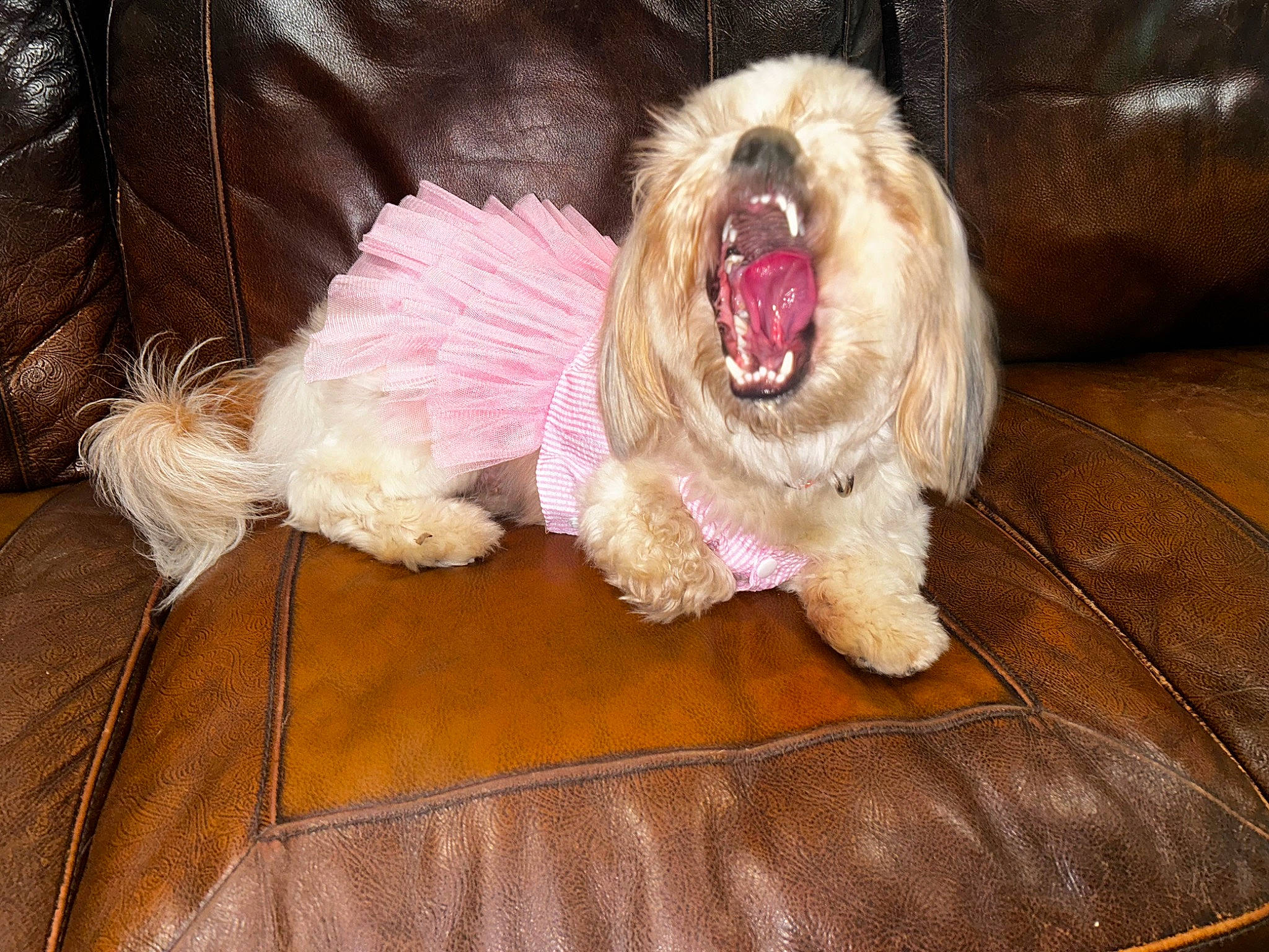 Guppy Hanson joined the competition — help win amazing prizes! carnivore, companion_dog, dog, dog_breed, dog_supply, fang, felidae, fur, liver, paw, shout, small_terrier, snout, sporting_group, terrier, toy_dog, whiskers, wood, working_animal, yawn