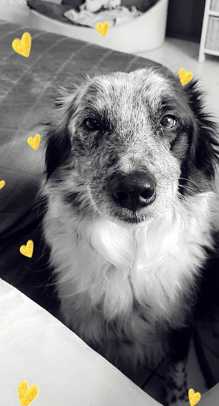 Gypsie a rejoint le concours — aidez-le/la à gagner de superbes lots ! carnivore, companion_dog, dog, dog_breed, fur, monochrome, monochrome_photography, photography, small_terrier, snout, sporting_group, street_dog, style, terrestrial_animal, terrier, toy_dog, whiskers