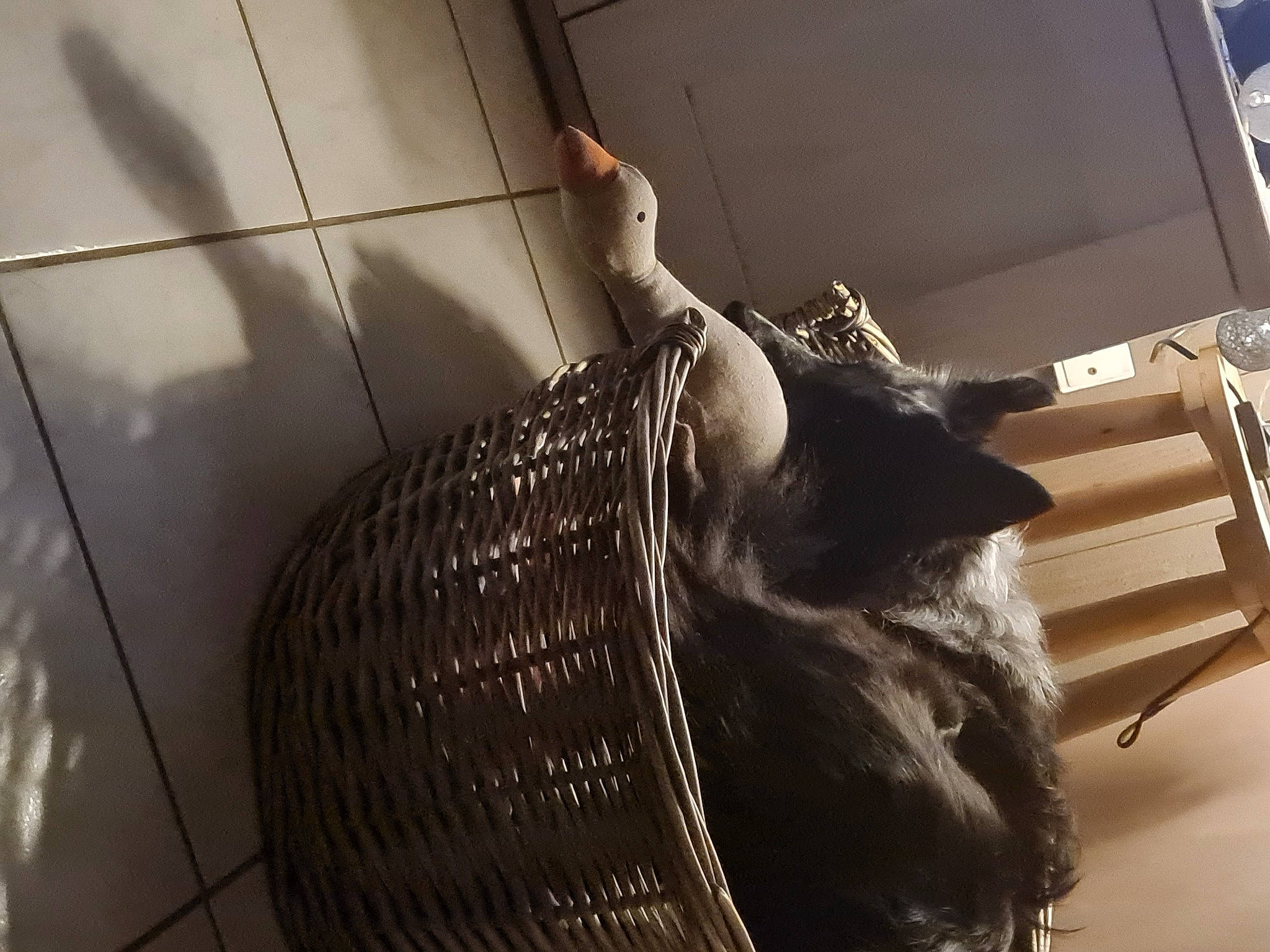 Gypsie a rejoint le concours — aidez-le/la à gagner de superbes lots ! art, ceiling, daylighting, elbow, flooring, human_leg, metal, monochrome_photography, sculpture, shadow, stairs, tail, visual_arts, waist, wood