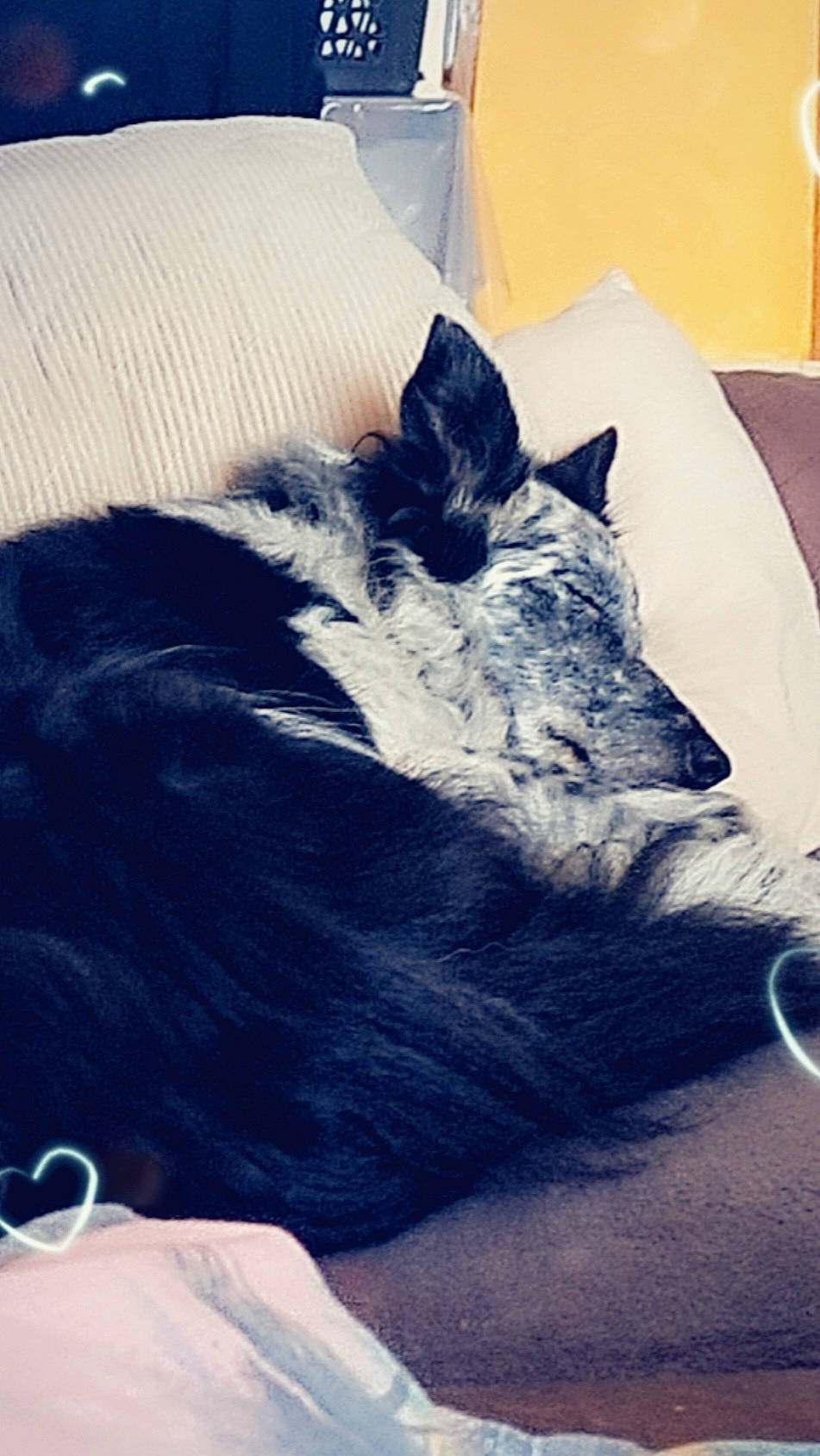 Gypsie participe au concours pour gagner de l'argent avec cette photo : bedding, carnivore, cat, cloud, comfort, companion_dog, couch, dog_breed, electric_blue, felidae, grey, human_leg, linens, pillow, sky, small_to_medium_sized_cats, tail, textile, tints_and_shades, whiskers