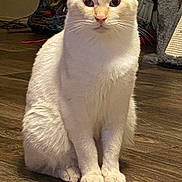 Binx joined the competition — help win amazing prizes! cat, cream_colored, indoor, wooden_floor, sitting, pet, animal, feline, curious, calm, fur, whiskers, ears, paws, domestic, looking, eyes, flooring, household, cozy