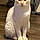 Binx