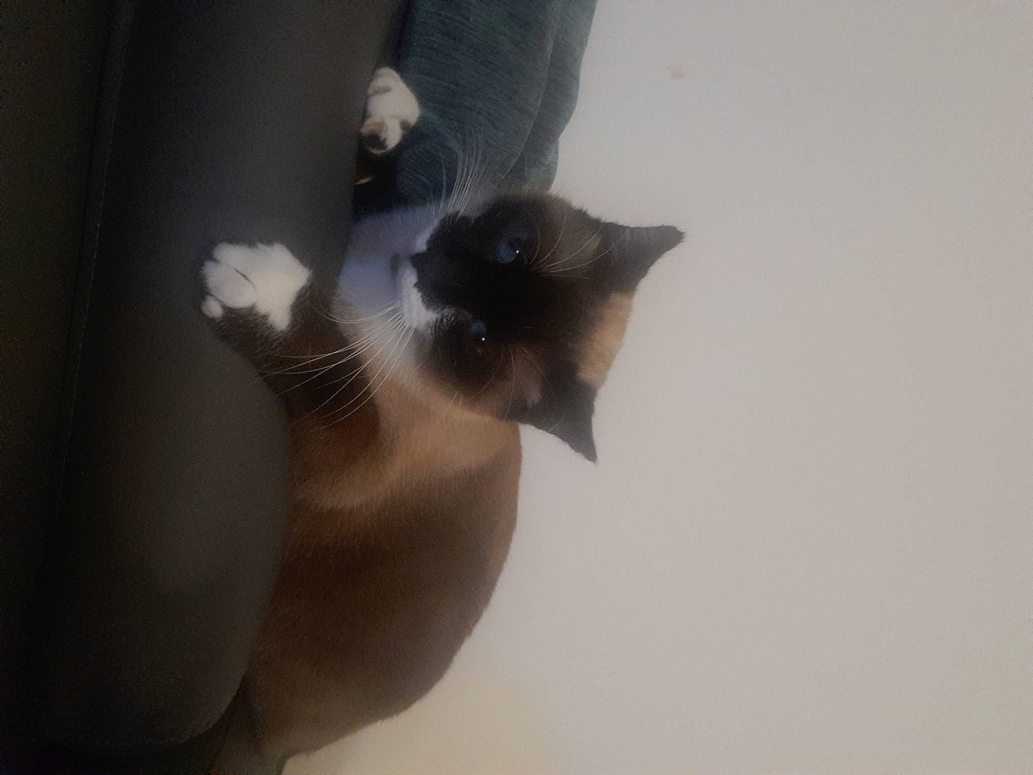 Noe a rejoint le concours — aidez-le/la à gagner de superbes lots ! balinese, carnivore, cat, domestic_short_haired_cat, eye, fawn, felidae, fur, head, human_leg, paw, plant, shadow, small_to_medium_sized_cats, snout, tail, whiskers, wildlife, window, wood