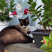 Noe participe au concours pour gagner de l'argent avec cette photo : animal, bloom, cat, closeup, domestic_animal, feline, flower, greenery, leaf, nature, outdoor, pet, plant, potted_plant, relaxed, resting, siamese_cat, sunlight, window, windowsill