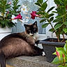 animal, bloom, cat, closeup, domestic_animal, feline, flower, greenery, leaf, nature, outdoor, pet, plant, potted_plant, relaxed, resting, siamese_cat, sunlight, window, windowsill