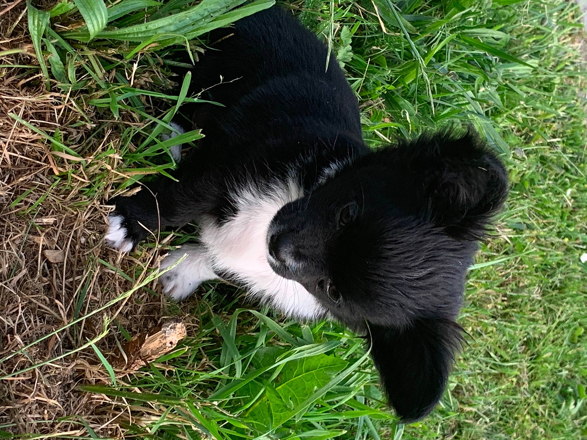 Snow participe au concours pour gagner de l'argent avec cette photo : canidae, carnivore, cat, companion_dog, dog_breed, felidae, fur, grass, groundcover, primate, small_to_medium_sized_cats, snout, soil, sporting_group, tail, terrestrial_animal, whiskers