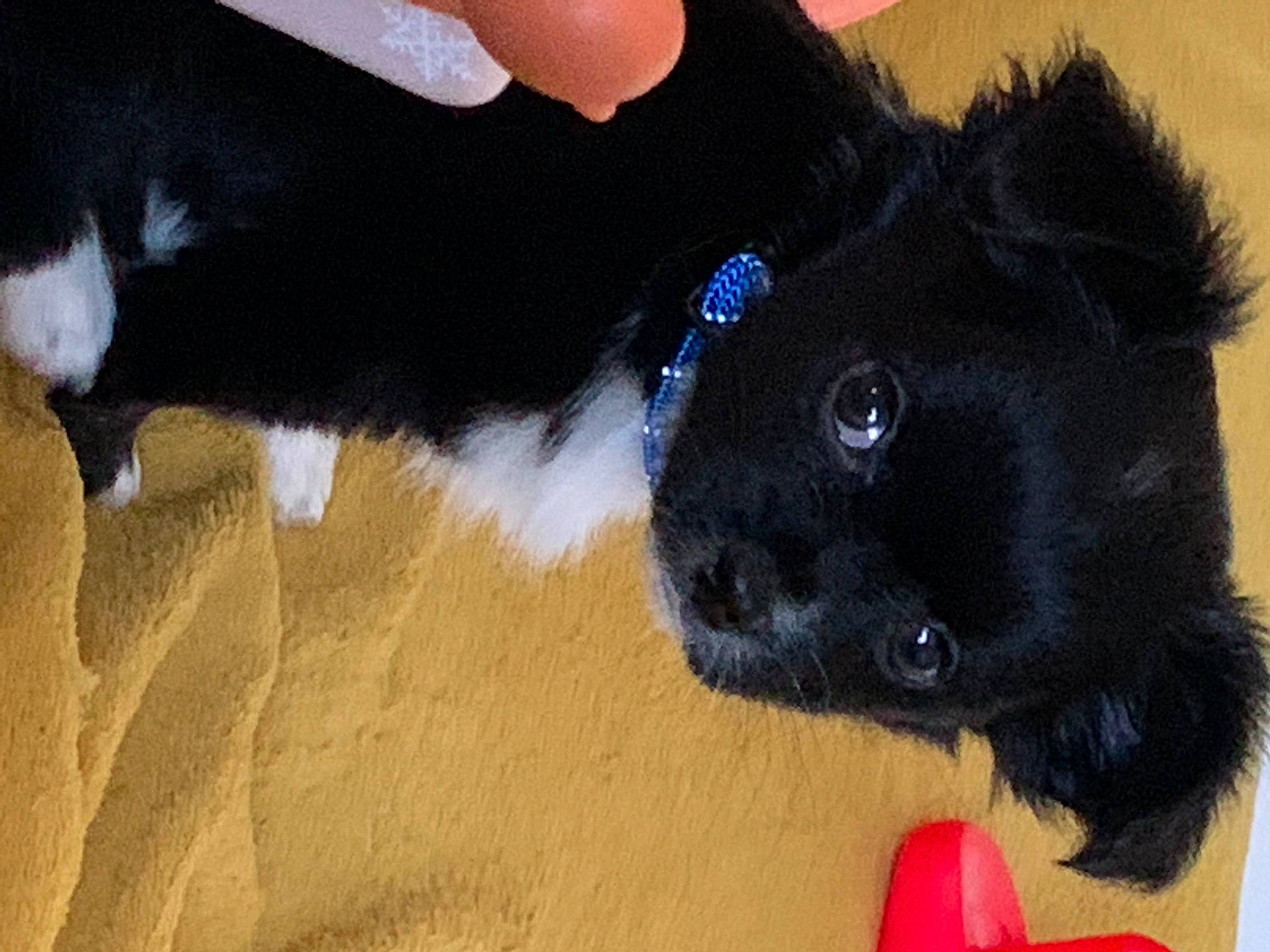 Snow participe au concours pour gagner de l'argent avec cette photo : canidae, carnivore, companion_dog, dog, dog_breed, fawn, foot, fur, gesture, human_leg, nail, paw, snout, sporting_group, stuffed_toy, tail, toy, whiskers, working_animal, wrist