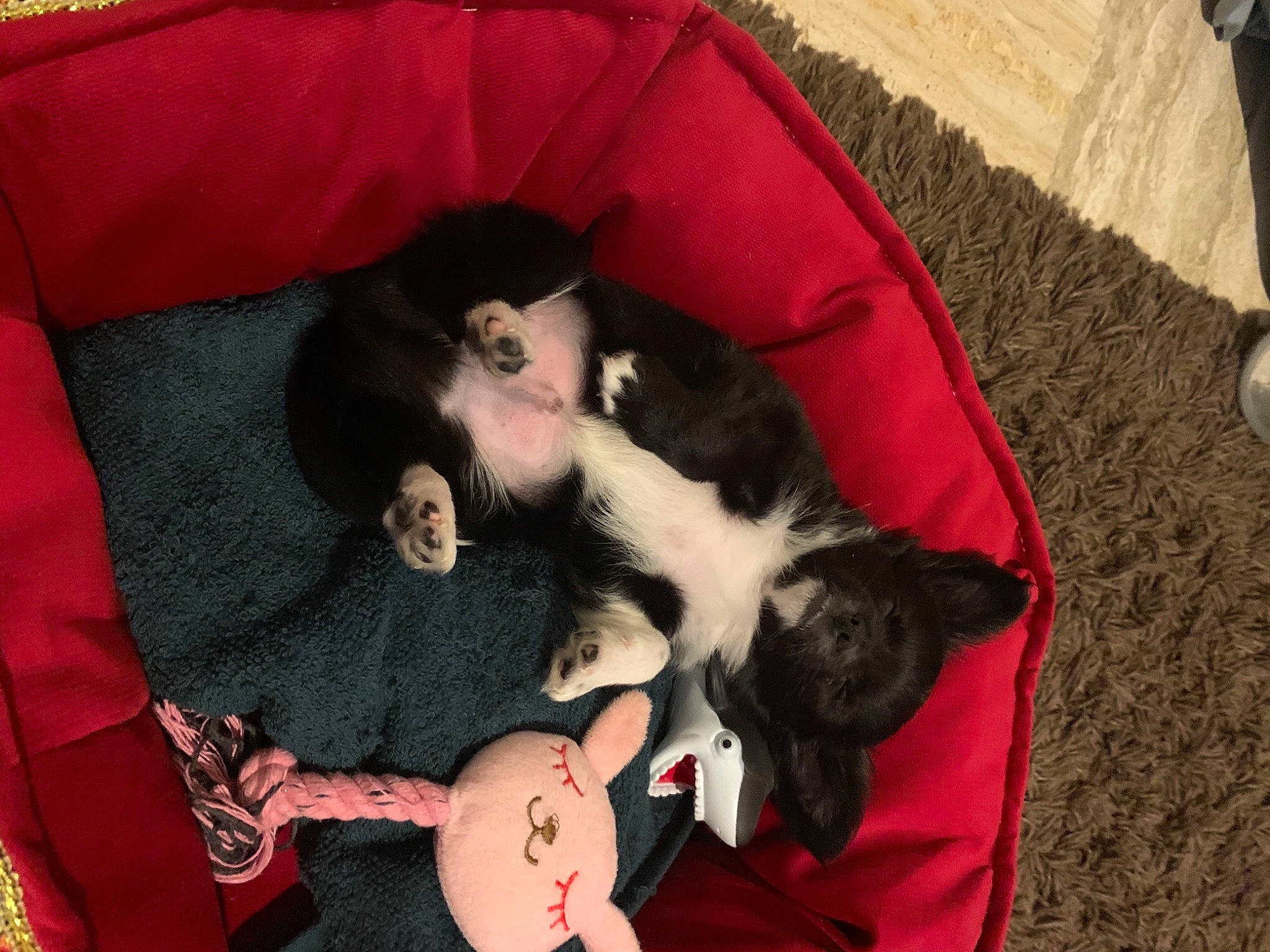 Snow participe au concours pour gagner de l'argent avec cette photo : canidae, carmine, carnivore, comfort, companion_dog, dog_breed, dog_supply, fawn, felidae, fur, lap, mammal, nap, paw, small_to_medium_sized_cats, sporting_group, tail, vertebrate, whiskers, working_animal