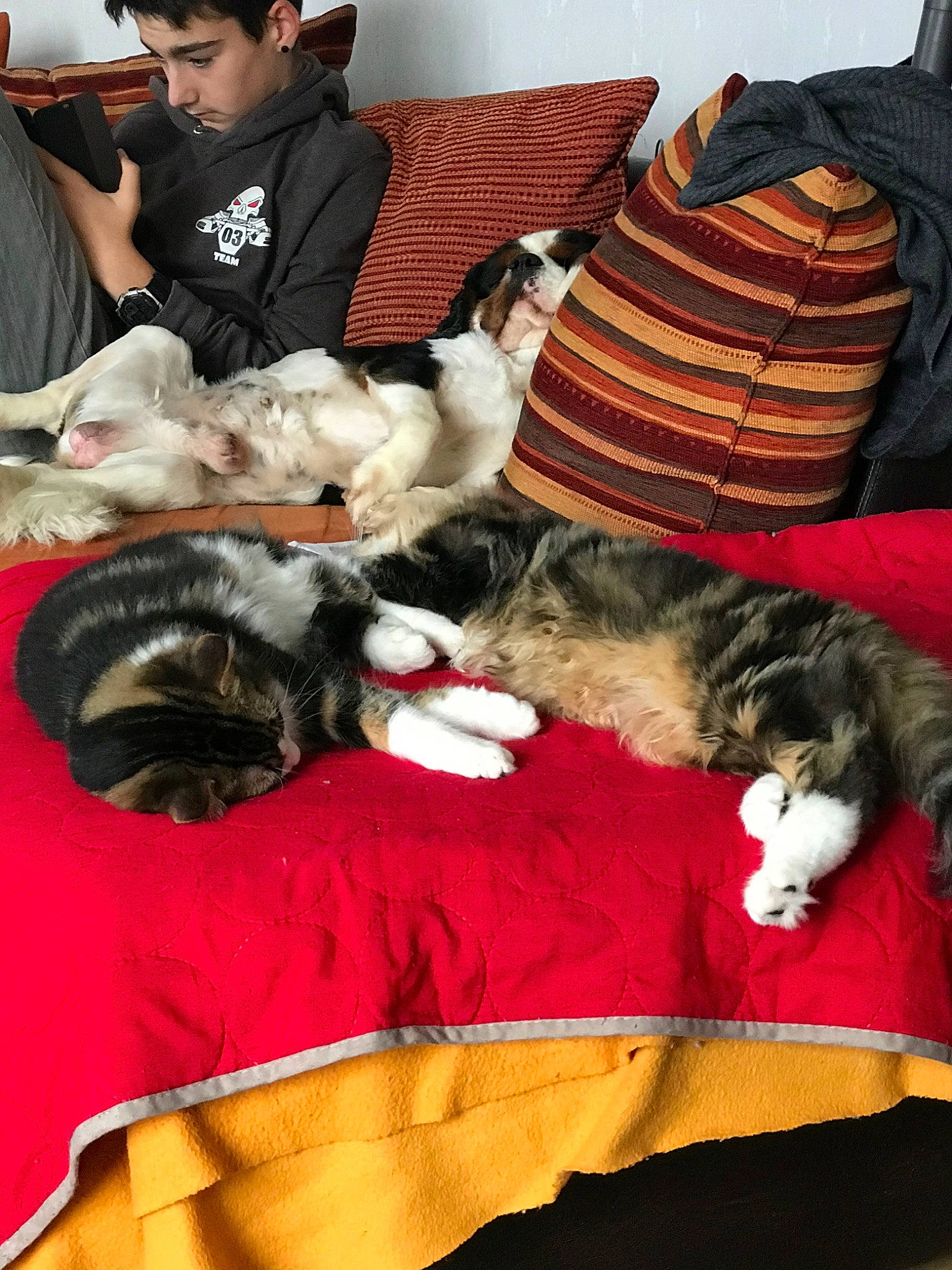 Icare participe au concours pour gagner de l'argent avec cette photo : american_shorthair, carnivore, cat, comfort, couch, european_shorthair, felidae, fur, furniture, kitten, lap, nap, small_to_medium_sized_cats, whiskers