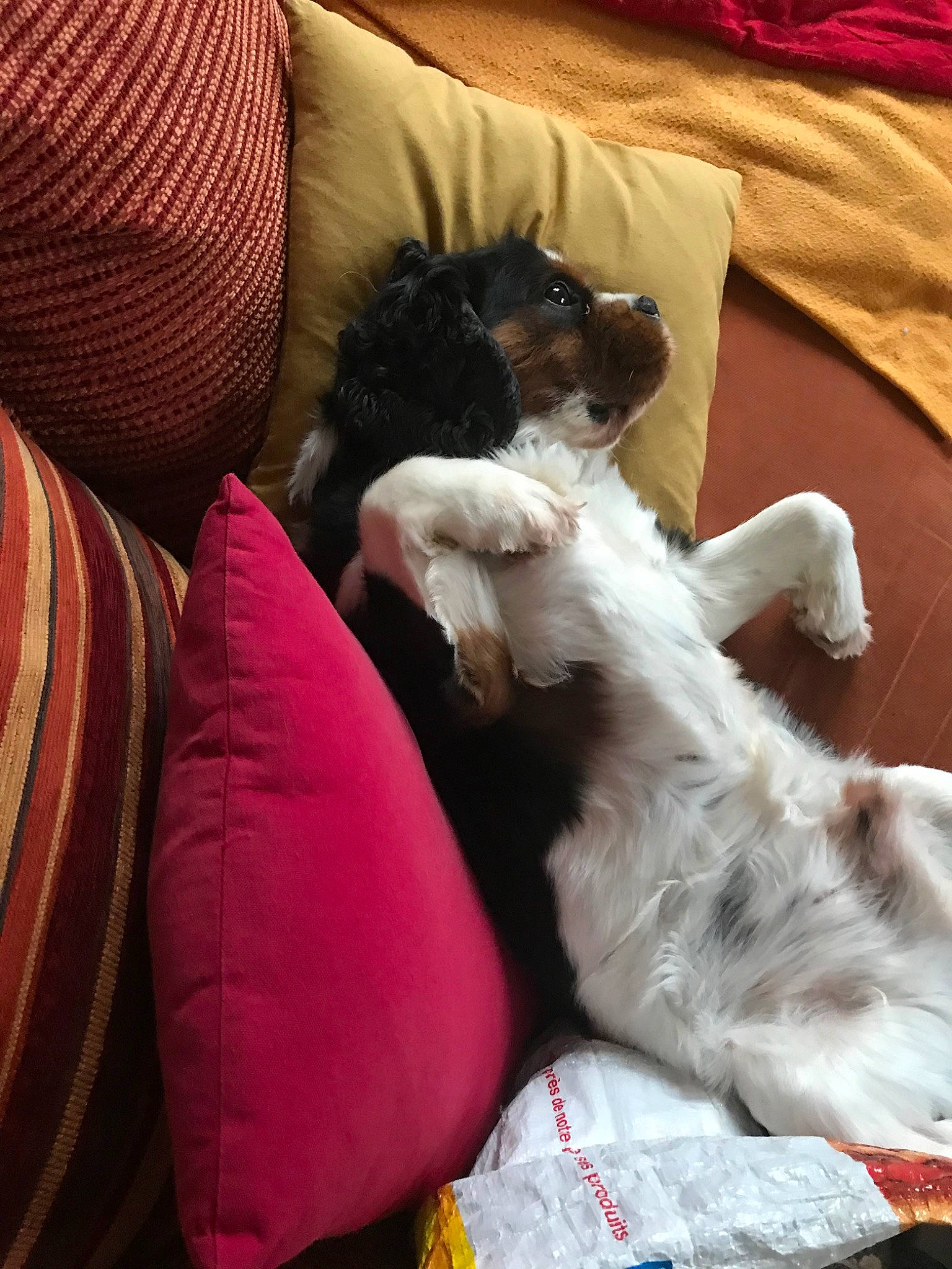 Icare participe au concours pour gagner de l'argent avec cette photo : canidae, carnivore, companion_dog, dog, dog_breed, fox_terrier, mammal, nap, puppy, puppy_love, schnauzer, schnoodle, sleep, sporting_group, toy_dog