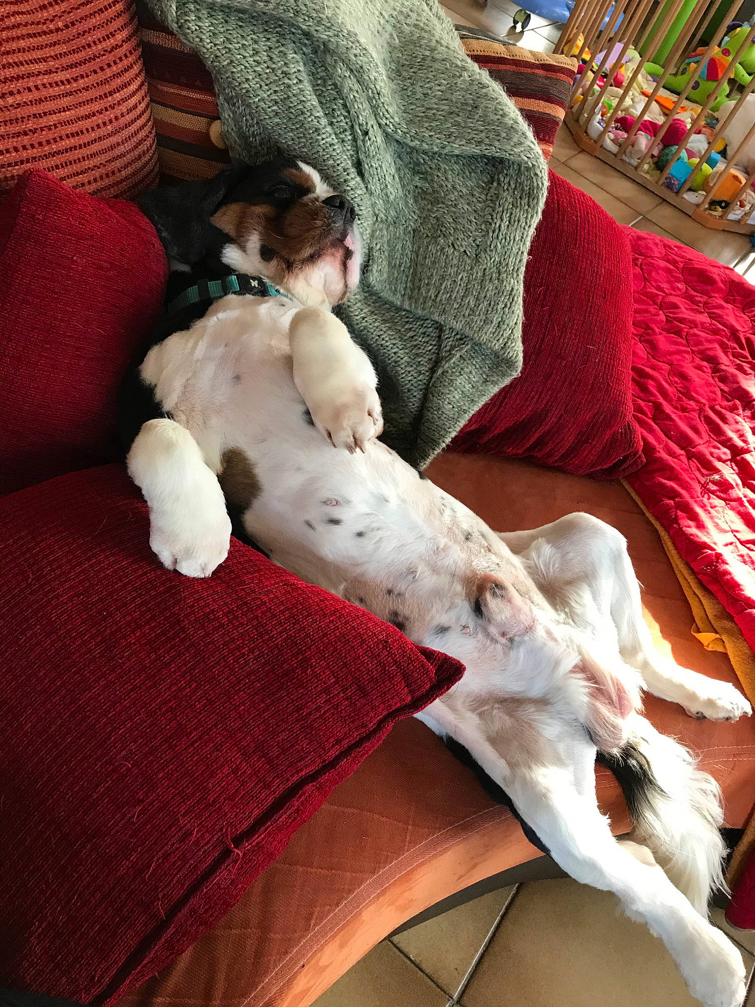 Icare a rejoint le concours — aidez-le/la à gagner de superbes lots ! canidae, carnivore, companion_dog, dog, dog_breed, fox_terrier, fur, leg, nap, pointer, puppy, rat_terrier, sporting_group, tail