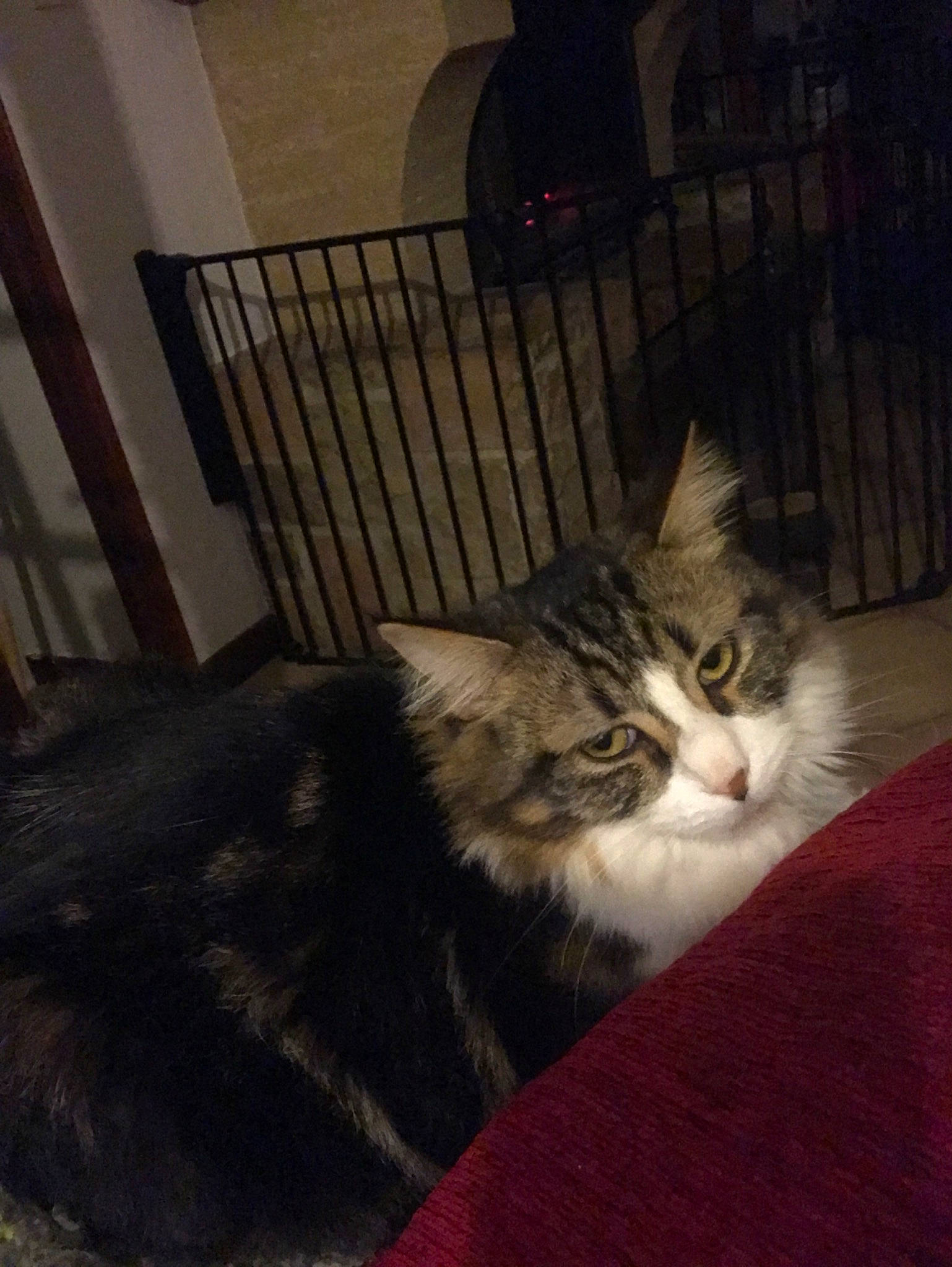 Pocket a rejoint le concours — aidez-le/la à gagner de superbes lots ! asian, carnivore, cat, domestic_long_haired_cat, domestic_short_haired_cat, european_shorthair, felidae, fur, kitten, maine_coon, mammal, norwegian_forest_cat, small_to_medium_sized_cats, tabby_cat, whiskers