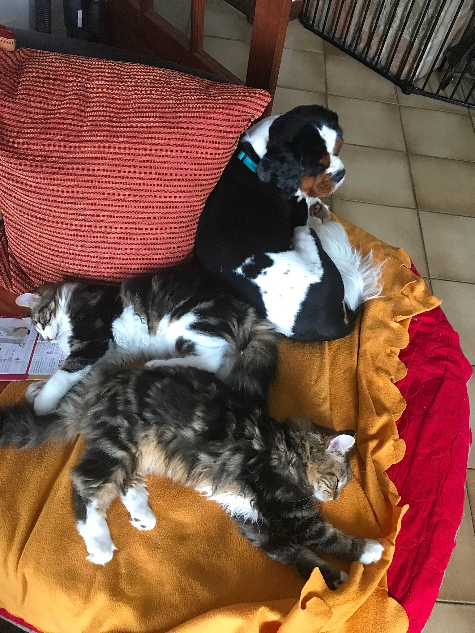 Pocket a rejoint le concours — aidez-le/la à gagner de superbes lots ! canidae, carnivore, cat, cavalier_king_charles_spaniel, dog, dog_breed, sporting_group