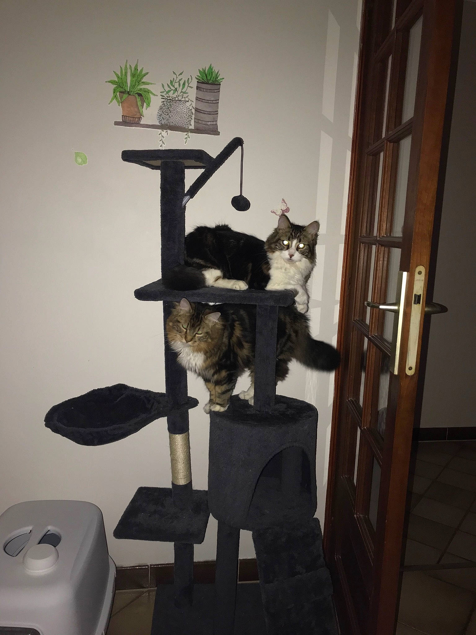 Pocket a rejoint le concours — aidez-le/la à gagner de superbes lots ! cat, chair, felidae, furniture, interior_design, room, shelf, small_to_medium_sized_cats