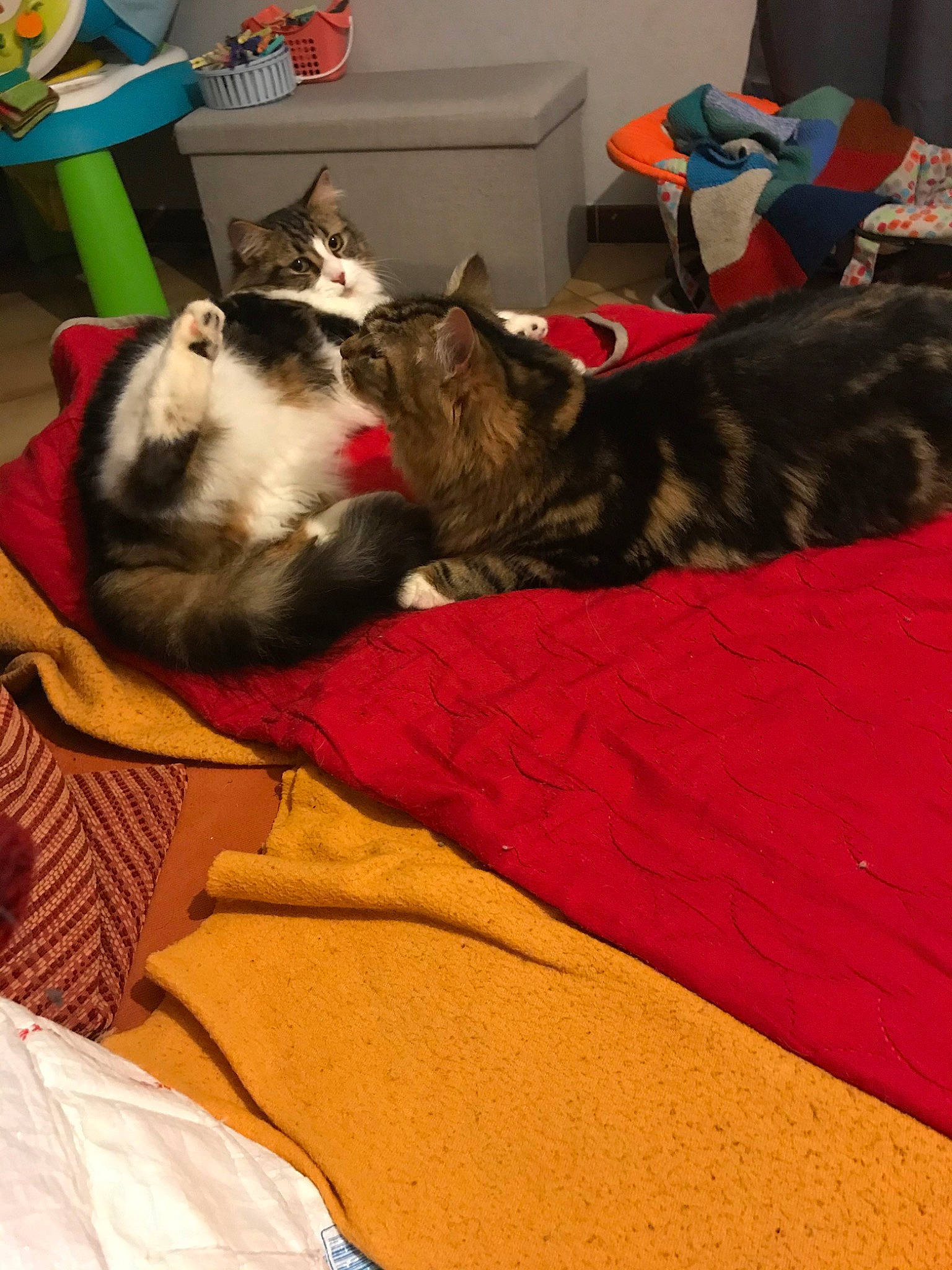 Pocket a rejoint le concours — aidez-le/la à gagner de superbes lots ! carnivore, cat, domestic_short_haired_cat, felidae, kitten, nap, small_to_medium_sized_cats, tail, whiskers