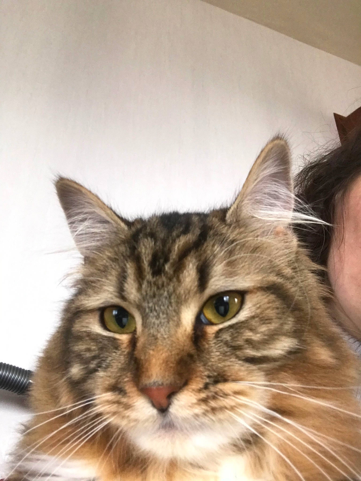 Paillette a rejoint le concours — aidez-le/la à gagner de superbes lots ! asian, asian_semi_longhair, carnivore, cat, domestic_long_haired_cat, domestic_short_haired_cat, ear, european_shorthair, eye, felidae, fur, kitten, maine_coon, mammal, norwegian_forest_cat, siberian, small_to_medium_sized_cats, tabby_cat, vertebrate, whiskers