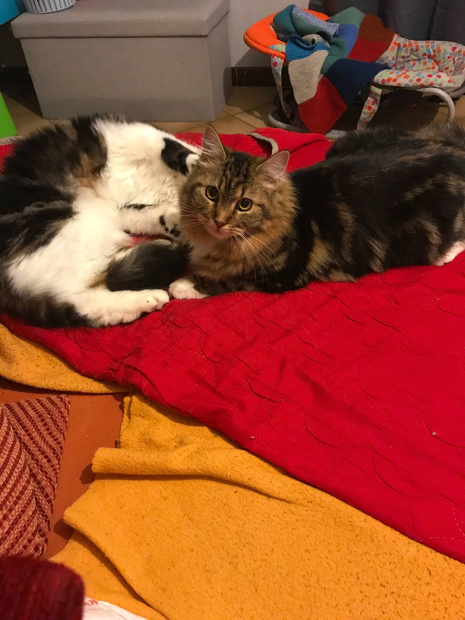 Paillette a rejoint le concours — aidez-le/la à gagner de superbes lots ! asian, carnivore, cat, domestic_short_haired_cat, european_shorthair, felidae, fur, kitten, mammal, norwegian_forest_cat, small_to_medium_sized_cats, whiskers