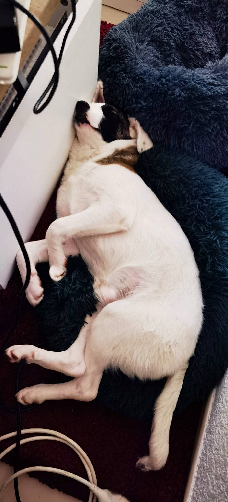 M'Zelle Morille a rejoint le concours — aidez-le/la à gagner de superbes lots ! automotive_design, automotive_exterior, canidae, carnivore, comfort, companion_dog, dog, dog_breed, fawn, fur, mammal, paw, sporting_group, steering_wheel, tail, vehicle_door, vertebrate, whiskers, windshield, working_animal