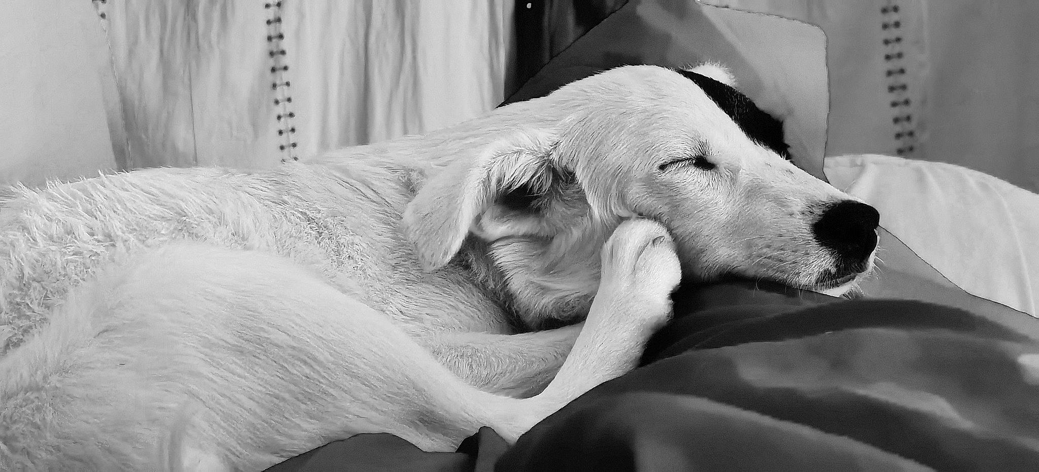 M'Zelle Morille participe au concours pour gagner de l'argent avec cette photo : black_and_white, carnivore, comfort, companion_dog, curtain, dog, dog_breed, ear, eye, fawn, gesture, hair, head, jaw, monochrome, monochrome_photography, snout, style, white, working_animal