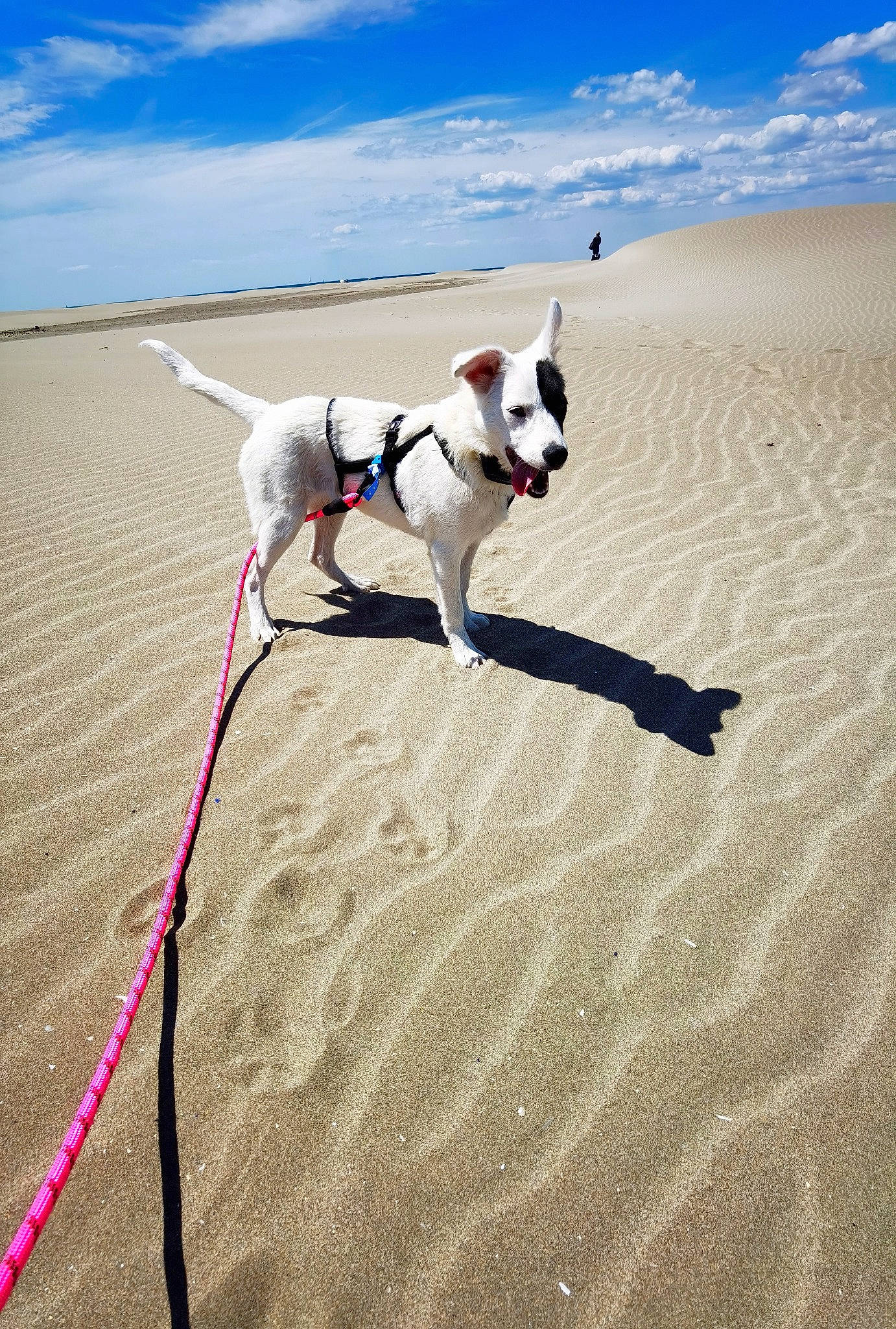 M'Zelle Morille a rejoint le concours — aidez-le/la à gagner de superbes lots ! beach, blue, body_of_water, carnivore, cloud, collar, companion_dog, dog, dog_breed, dog_collar, dog_supply, fawn, landscape, leash, mammal, natural_environment, pet_supply, sand, sky, working_animal