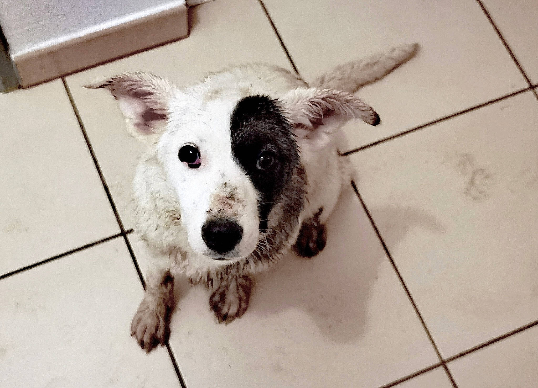 M'Zelle Morille participe au concours pour gagner de l'argent avec cette photo : canidae, carnivore, collar, companion_dog, dog, dog_breed, ear, eye, eyelash, fawn, flooring, fur, hair, head, paw, shipping_box, sporting_group, tile_flooring, whiskers, working_animal