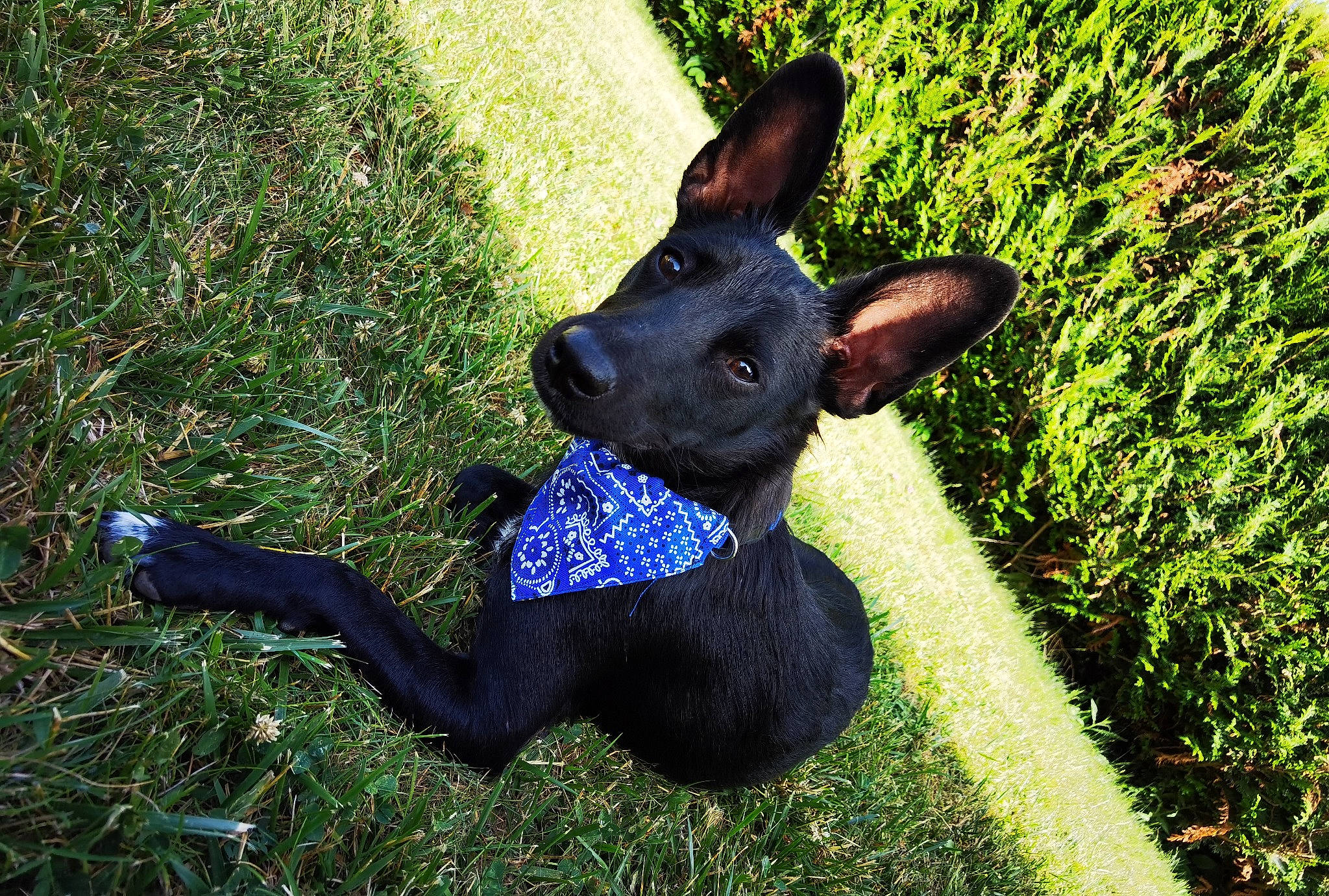 Môssieur Artichaut participe au concours pour gagner de l'argent avec cette photo : art, carnivore, collar, companion_dog, dog, dog_breed, dog_collar, ear, fawn, grass, groundcover, lawn, plant, sculpture, snout, tail, terrestrial_animal, toy_dog, whiskers, working_animal