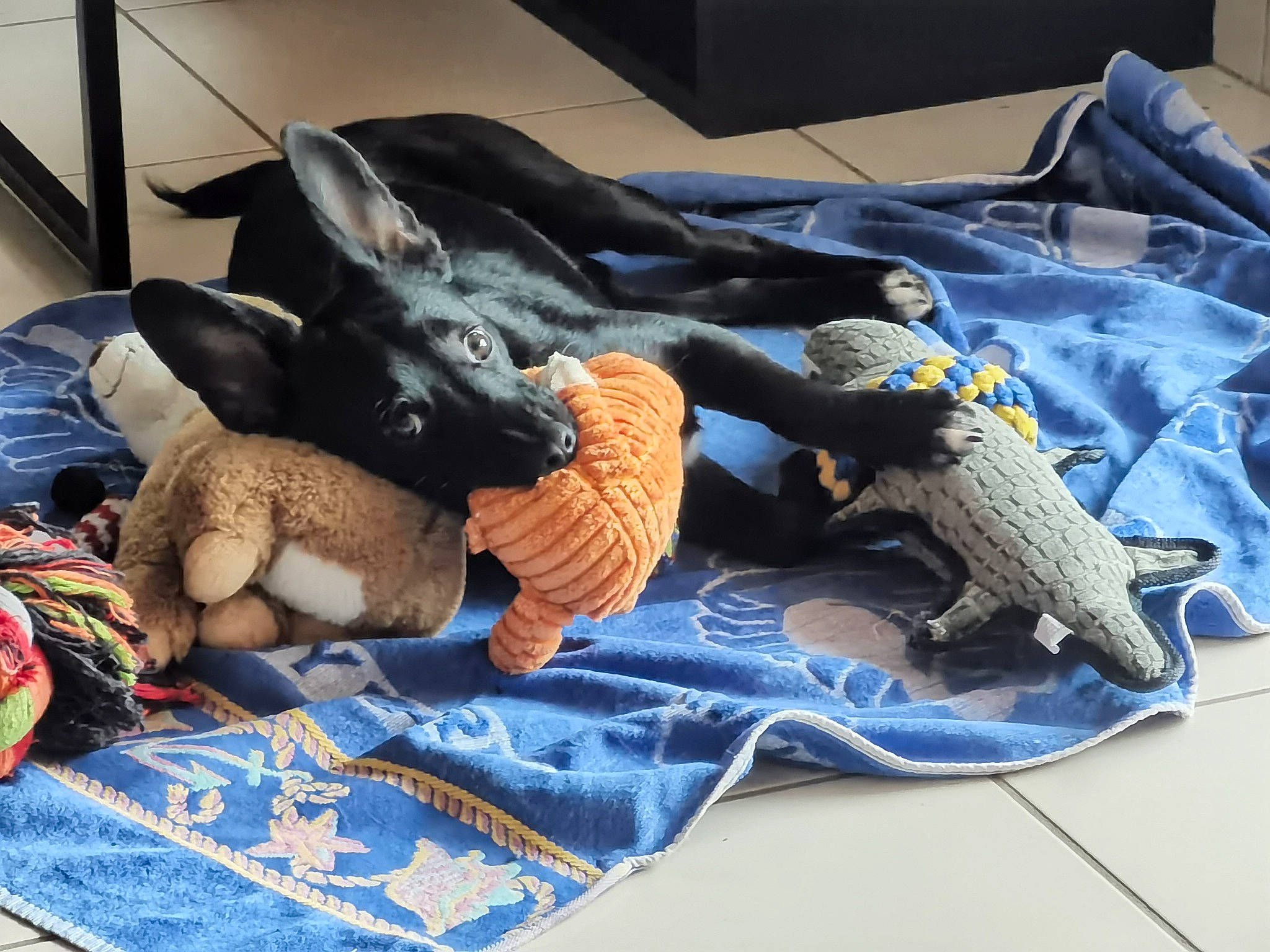 Môssieur Artichaut participe au concours pour gagner de l'argent avec cette photo : art, bed_sheet, bedding, blanket, comfort, companion_dog, electric_blue, felidae, fish, flooring, fur, linens, pattern, pillow, room, small_to_medium_sized_cats, stuffed_toy, textile, toy, wing