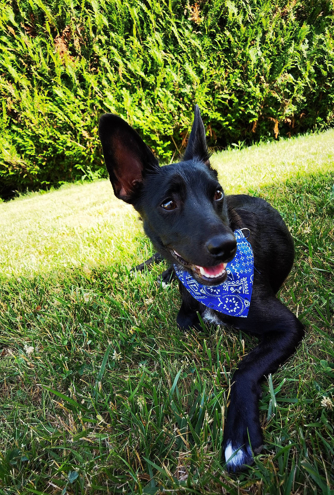 Môssieur Artichaut participe au concours pour gagner de l'argent avec cette photo : canidae, carnivore, companion_dog, dog, dog_breed, dog_sports, dog_supply, electric_blue, fawn, grass, grassland, groundcover, guard_dog, hunting_dog, plant, snout, terrestrial_animal, whiskers, working_animal, working_dog