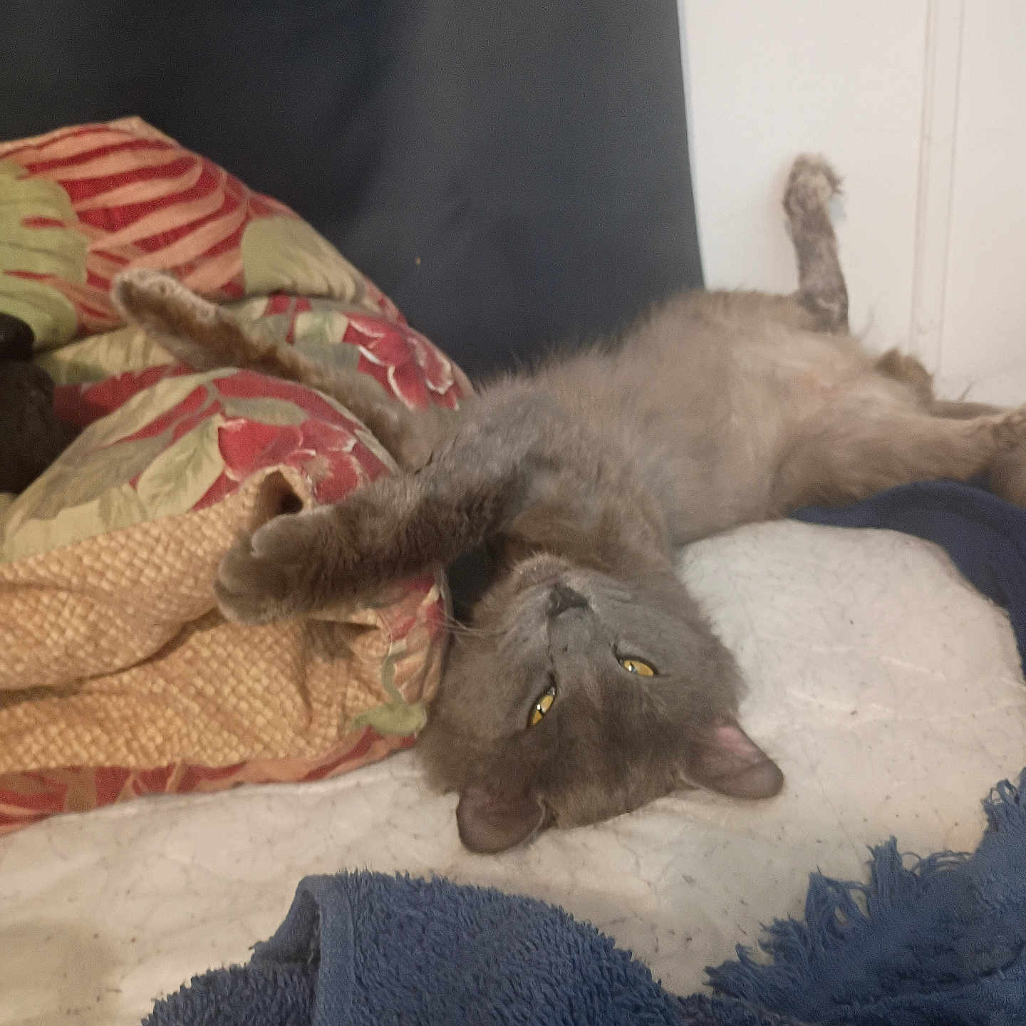 Sasha is registered to the contest to win money with this photo: cat, gray_cat, lying_down, paws, blanket, towel, bed, indoor, relaxed, cozy, feline, fur, yellow_eyes, resting, cute, pet, animal, comfort, sleepy, home