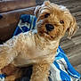dog, fluffy, light_brown, blanket, couch, living_room, wooden_floor, pet, fur, canine, indoor, relaxed, comfort, furniture, closeup, animal, home, cute, looking, seated