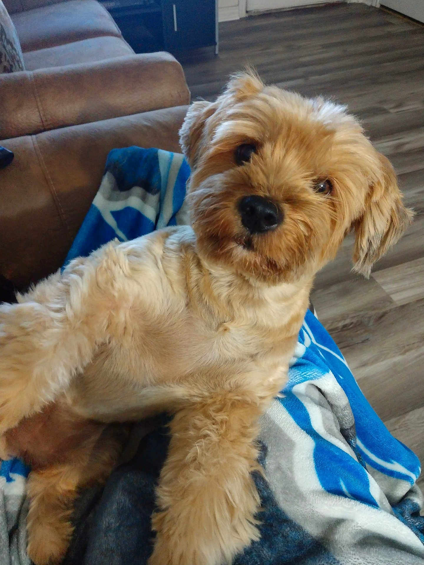 Bella