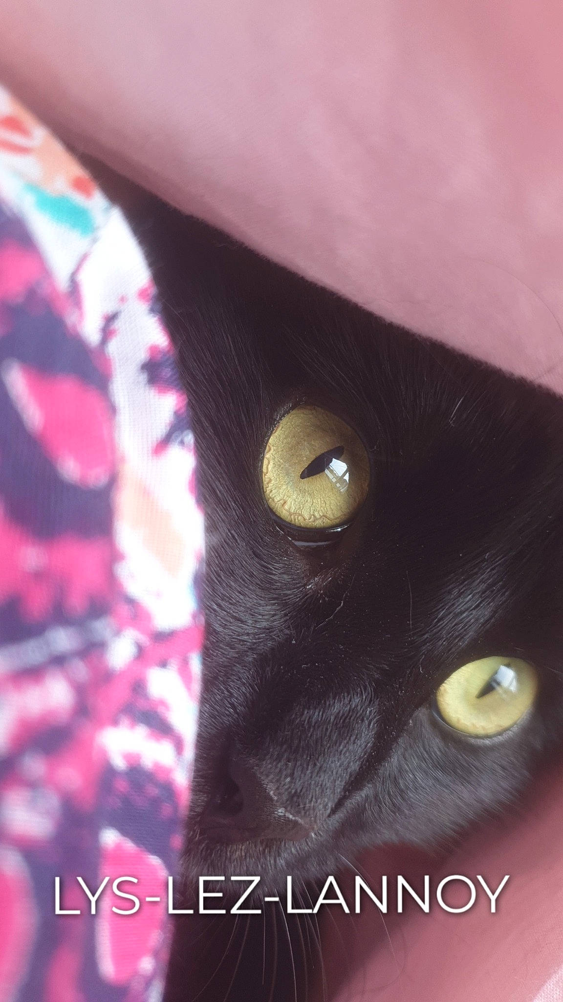 Baron a rejoint le concours — aidez-le/la à gagner de superbes lots ! black_cat, bombay, carmine, carnivore, cat, close_up, eyelash, fashion_accessory, felidae, fur, magenta, pattern, sleeve, small_to_medium_sized_cats, snout, terrestrial_animal, whiskers