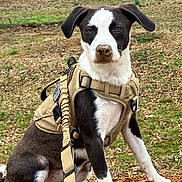 Luna Stitts joined the competition — help win amazing prizes! attentive, backyard, black_and_white, canine, dirt, dog, ears, fallen_leaves, grass, ground, harness, leash, mixed_breed, muddy_nose, outdoor, pet, portrait, puppy, sitting, training_gear