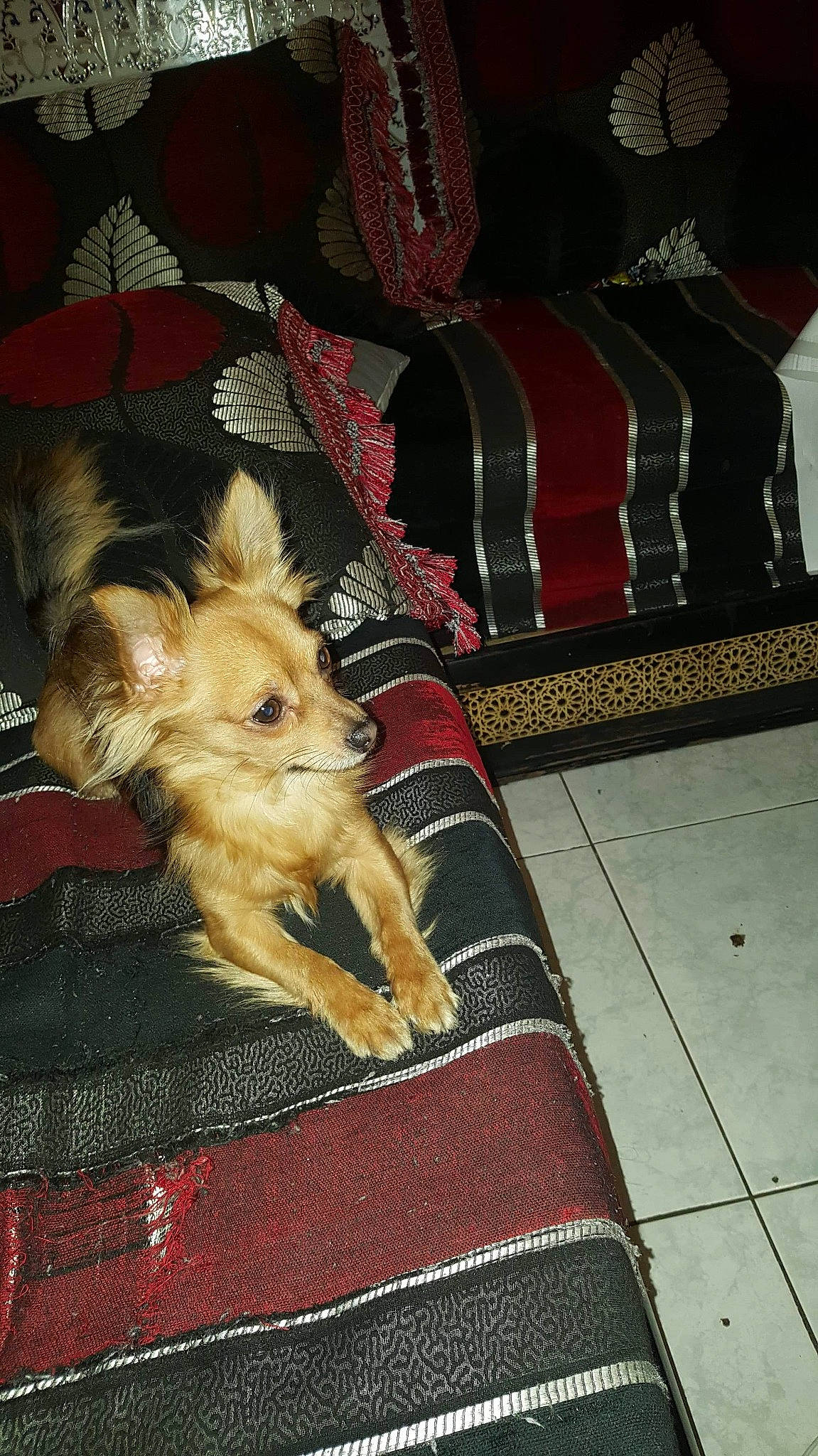 Milou participe au concours pour gagner de l'argent avec cette photo : australian_terrier, cairn_terrier, canidae, carnivore, companion_dog, dog, dog_breed, mammal, norwich_terrier, terrier, toy_dog, vertebrate, yorkshire_terrier