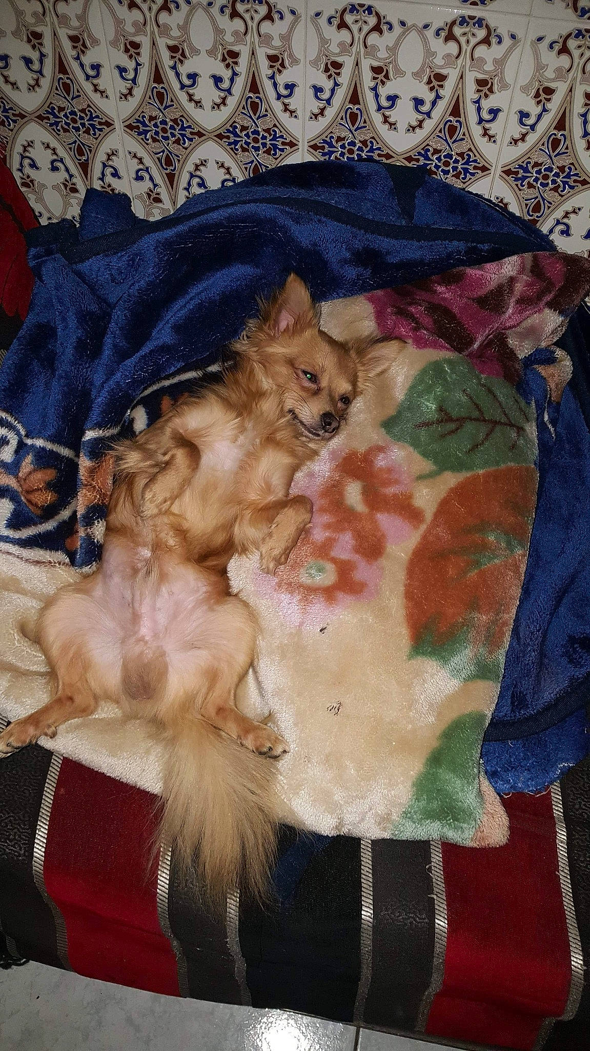 Milou participe au concours pour gagner de l'argent avec cette photo : canidae, carnivore, cat, dog_breed, fawn, felidae, fur, puppy, small_to_medium_sized_cats