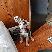 Draco joined the competition — help win amazing prizes! dog, puppy, tongue_out, shoes, sneaker, wood_paneling, wooden_floor, rug, bedding, bed, outlet, electrical_cord, doorway, baseboard, indoor, pet, playful, happy, sitting, small_puppy