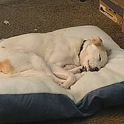 Aiko joined the competition — help win amazing prizes! animal, bed, cardboard_box, carpet, collar, cozy, dog, domestic, floor, fur, indoor, peaceful, pet, quiet, relaxation, resting, side_view, sleeping, water_bottle, white_dog