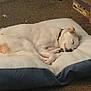 animal, bed, cardboard_box, carpet, collar, cozy, dog, domestic, floor, fur, indoor, peaceful, pet, quiet, relaxation, resting, side_view, sleeping, water_bottle, white_dog